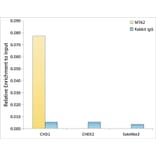 Chromatin Immunoprecipitation - Anti-MTA2/PID Antibody (A306152) - Antibodies.com