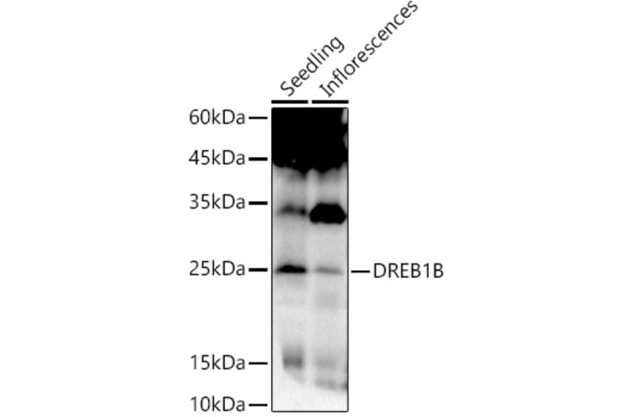 Western Blot - Anti-DREB1B Antibody (A306153) - Antibodies.com