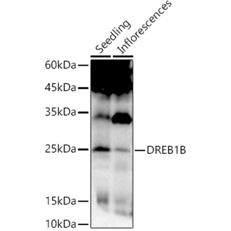 Western Blot - Anti-DREB1B Antibody (A306153) - Antibodies.com