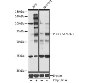 Western Blot - Anti-IRF7 (phospho Ser471 + Ser472) Antibody (A306155) - Antibodies.com
