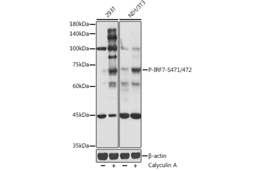 Western Blot - Anti-IRF7 (phospho Ser471 + Ser472) Antibody (A306155) - Antibodies.com