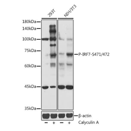 Western Blot - Anti-IRF7 (phospho Ser471 + Ser472) Antibody (A306155) - Antibodies.com