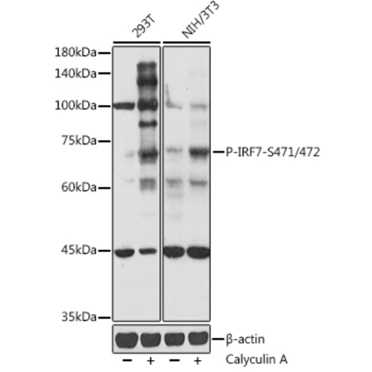 Western Blot - Anti-IRF7 (phospho Ser471 + Ser472) Antibody (A306155) - Antibodies.com