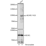Western Blot - Anti-BCAR1 (phospho Tyr410) Antibody (A306157) - Antibodies.com