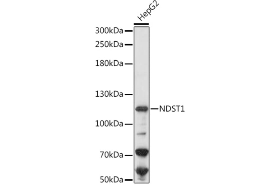Western Blot - Anti-NDST1 Antibody (A306159) - Antibodies.com