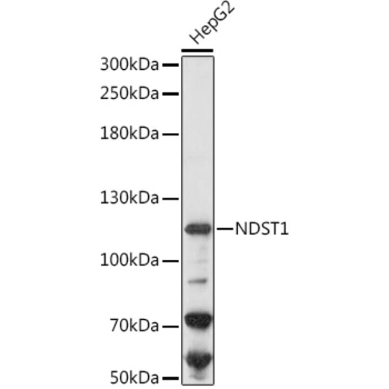 Western Blot - Anti-NDST1 Antibody (A306159) - Antibodies.com