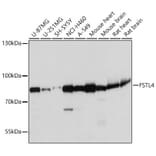 Western Blot - Anti-FSTL4 Antibody (A306160) - Antibodies.com