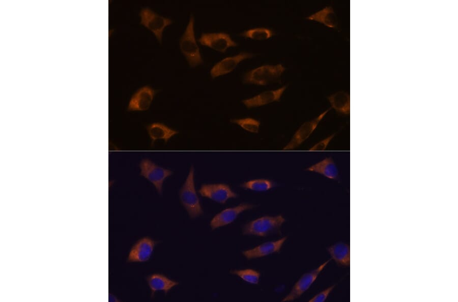Immunofluorescence - Anti-FSTL4 Antibody (A306160) - Antibodies.com