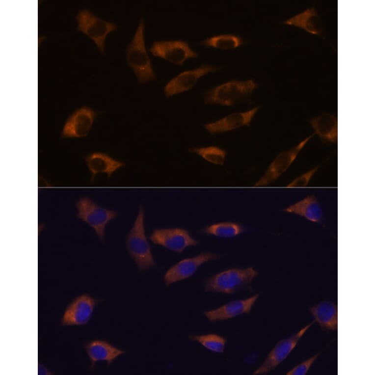 Immunofluorescence - Anti-FSTL4 Antibody (A306160) - Antibodies.com