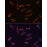 Immunofluorescence - Anti-FSTL4 Antibody (A306160) - Antibodies.com