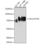 Western Blot - Anti-Poliovirus Receptor/PVR Antibody (A306161) - Antibodies.com