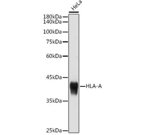 Western Blot - Anti-HLA-A Antibody (A306164) - Antibodies.com