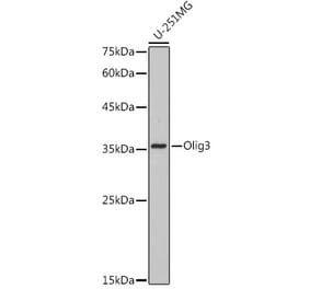 Western Blot - Anti-Olig3 Antibody (A306166) - Antibodies.com