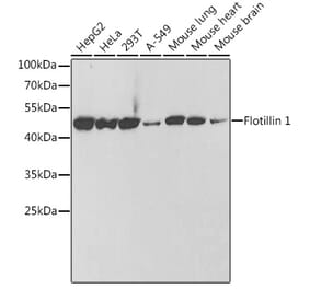 Western Blot - Anti-Flotillin 1 Antibody (A306170) - Antibodies.com