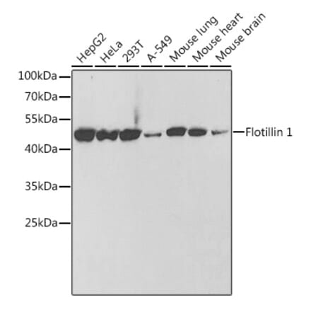 Western Blot - Anti-Flotillin 1 Antibody (A306170) - Antibodies.com