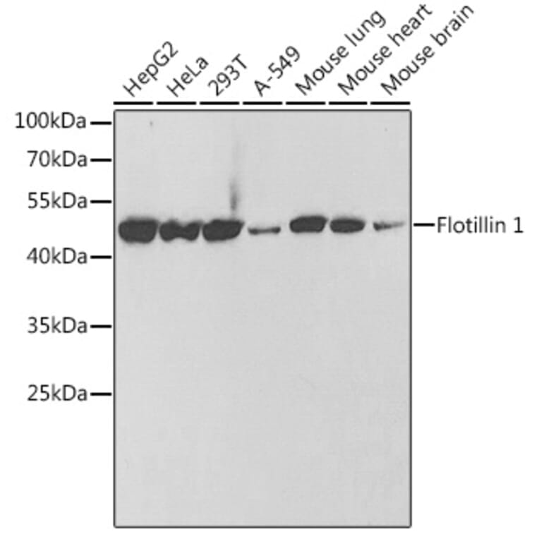 Western Blot - Anti-Flotillin 1 Antibody (A306170) - Antibodies.com