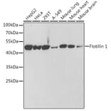 Western Blot - Anti-Flotillin 1 Antibody (A306170) - Antibodies.com