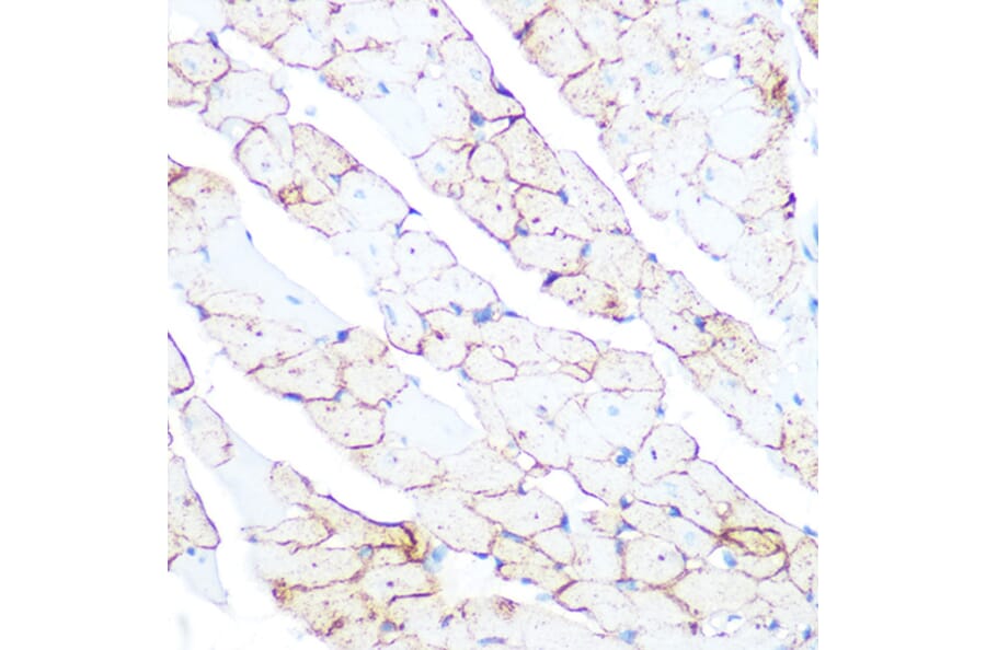 Immunohistochemistry - Anti-Flotillin 1 Antibody (A306170) - Antibodies.com