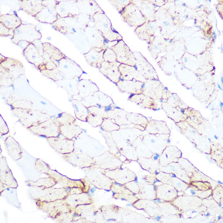 Immunohistochemistry - Anti-Flotillin 1 Antibody (A306170) - Antibodies.com