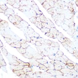 Immunohistochemistry - Anti-Flotillin 1 Antibody (A306170) - Antibodies.com