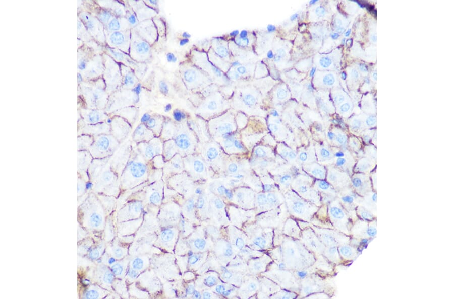 Immunohistochemistry - Anti-Flotillin 1 Antibody (A306170) - Antibodies.com