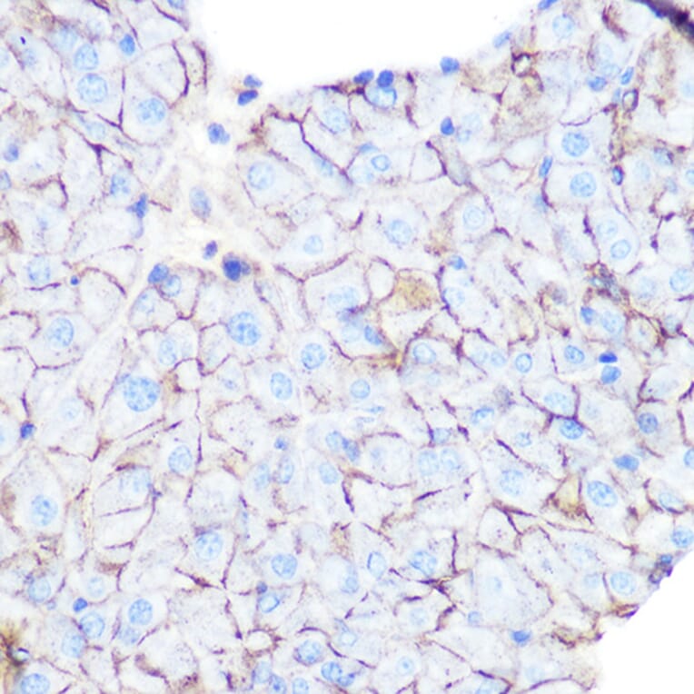Immunohistochemistry - Anti-Flotillin 1 Antibody (A306170) - Antibodies.com