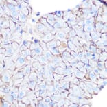 Immunohistochemistry - Anti-Flotillin 1 Antibody (A306170) - Antibodies.com