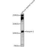 Western Blot - Anti-Nesprin1/Syne-1 Antibody (A306171) - Antibodies.com