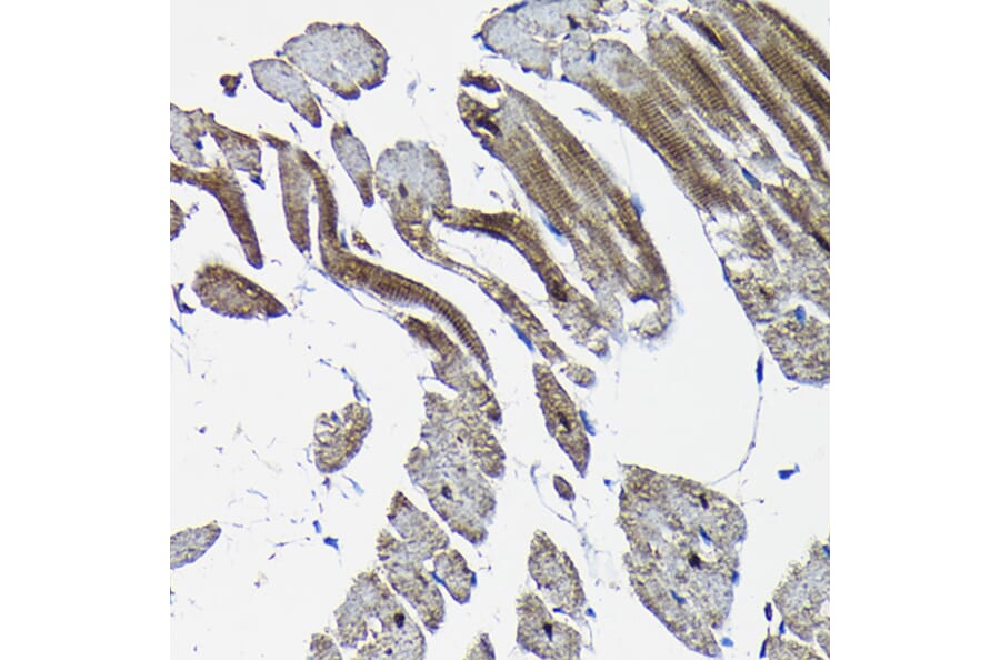 Immunohistochemistry - Anti-Nesprin1/Syne-1 Antibody (A306171) - Antibodies.com