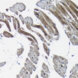 Immunohistochemistry - Anti-Nesprin1/Syne-1 Antibody (A306171) - Antibodies.com
