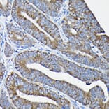 Immunohistochemistry - Anti-Nesprin1/Syne-1 Antibody (A306171) - Antibodies.com