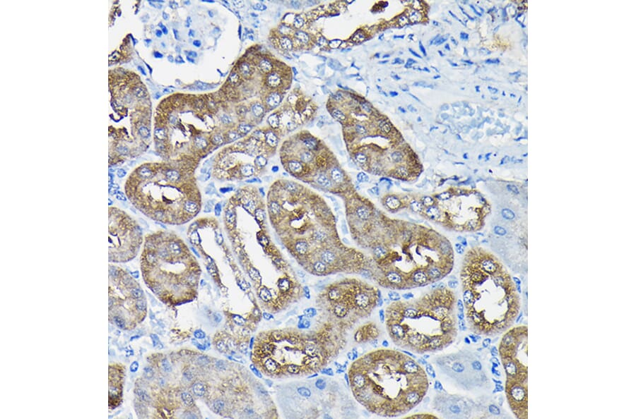 Immunohistochemistry - Anti-Nesprin1/Syne-1 Antibody (A306171) - Antibodies.com