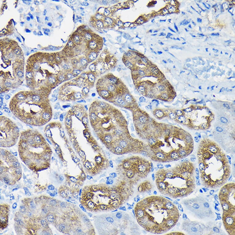Immunohistochemistry - Anti-Nesprin1/Syne-1 Antibody (A306171) - Antibodies.com
