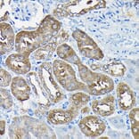 Immunohistochemistry - Anti-Nesprin1/Syne-1 Antibody (A306171) - Antibodies.com