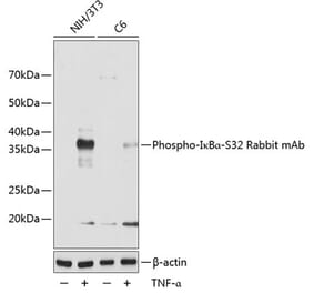 Western Blot - Anti-IKB alpha (phospho Ser32) Antibody [ARC0147] (A306173) - Antibodies.com
