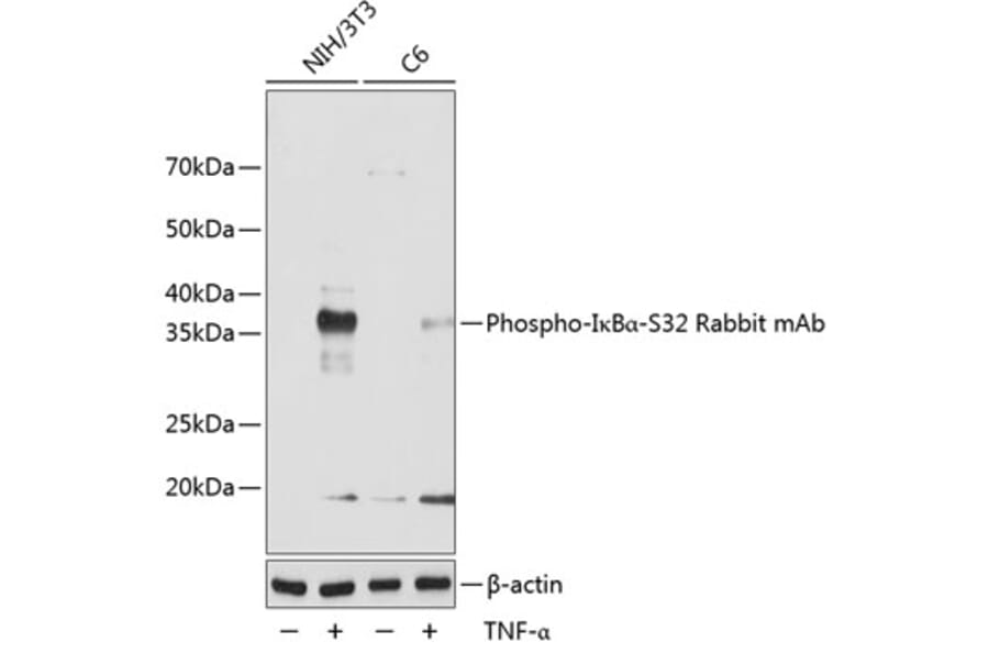 Western Blot - Anti-IKB alpha (phospho Ser32) Antibody [ARC0147] (A306173) - Antibodies.com
