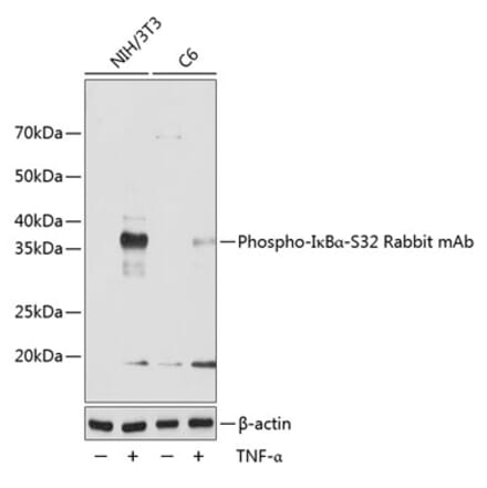 Western Blot - Anti-IKB alpha (phospho Ser32) Antibody [ARC0147] (A306173) - Antibodies.com