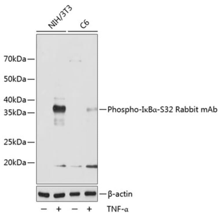 Western Blot - Anti-IKB alpha (phospho Ser32) Antibody [ARC0147] (A306173) - Antibodies.com