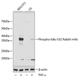 Western Blot - Anti-IKB alpha (phospho Ser32) Antibody [ARC0147] (A306173) - Antibodies.com