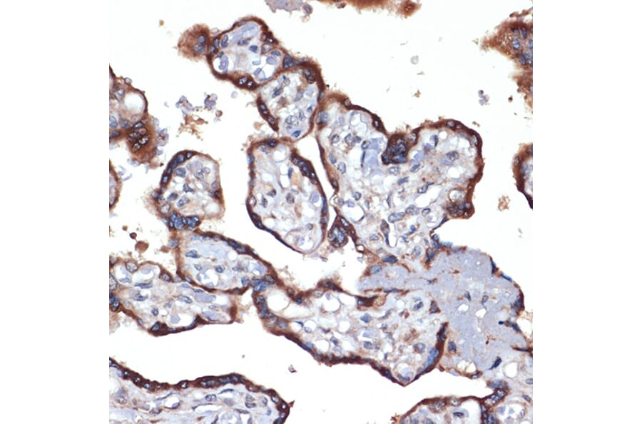 Immunohistochemistry - Anti-TMEFF2 Antibody [ARC2117] (A306179) - Antibodies.com