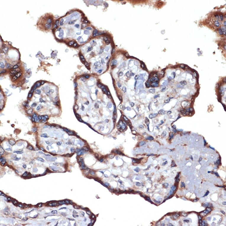 Immunohistochemistry - Anti-TMEFF2 Antibody [ARC2117] (A306179) - Antibodies.com