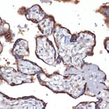 Immunohistochemistry - Anti-TMEFF2 Antibody [ARC2117] (A306179) - Antibodies.com