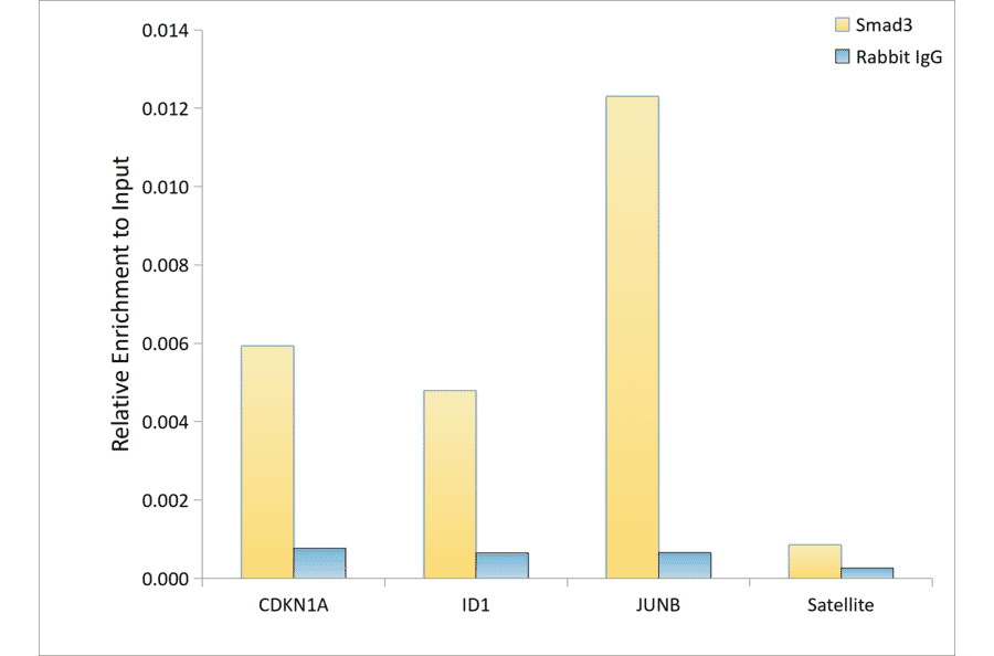 Western Blot - Anti-Smad3 Antibody (A306181) - Antibodies.com