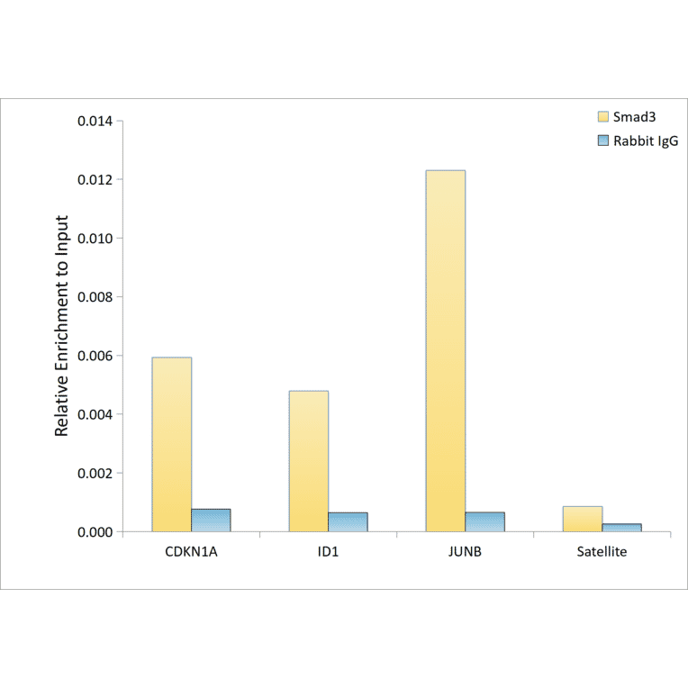 Western Blot - Anti-Smad3 Antibody (A306181) - Antibodies.com