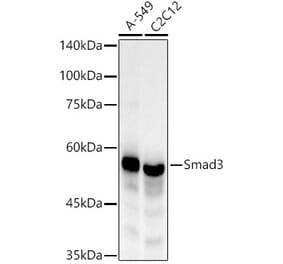 Western Blot - Anti-Smad3 Antibody [ARC53858] (A306182) - Antibodies.com
