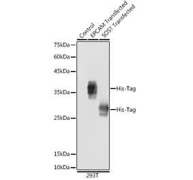 Western Blot - Anti-His Tag Antibody (A306183) - Antibodies.com