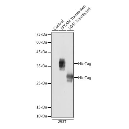 Western Blot - Anti-His Tag Antibody (A306183) - Antibodies.com