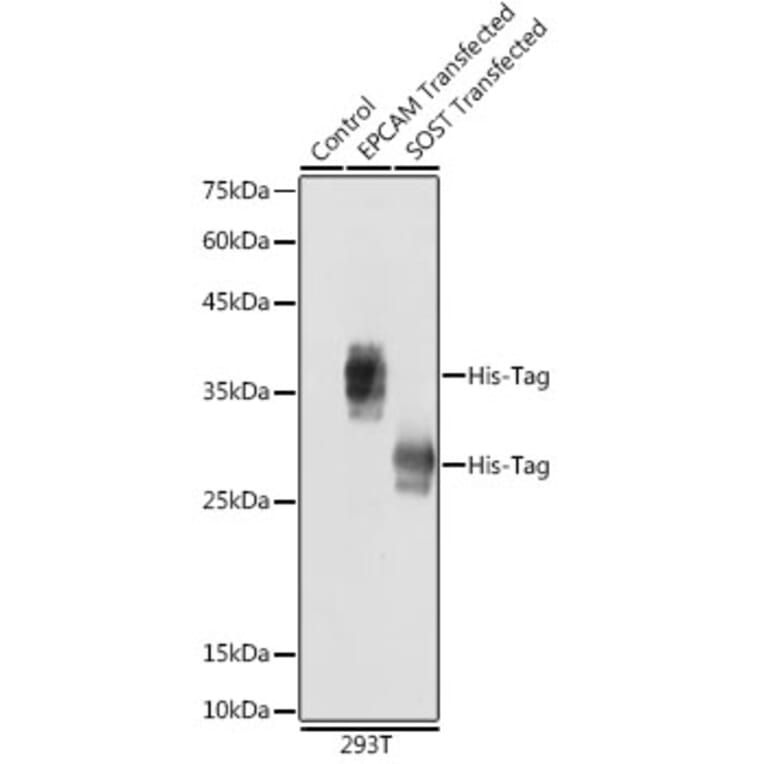 Western Blot - Anti-His Tag Antibody (A306183) - Antibodies.com