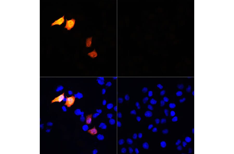 Immunofluorescence - Anti-His Tag Antibody (A306183) - Antibodies.com