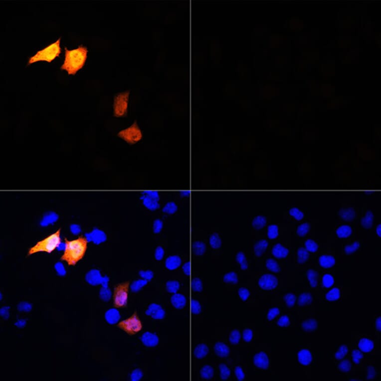 Immunofluorescence - Anti-His Tag Antibody (A306183) - Antibodies.com